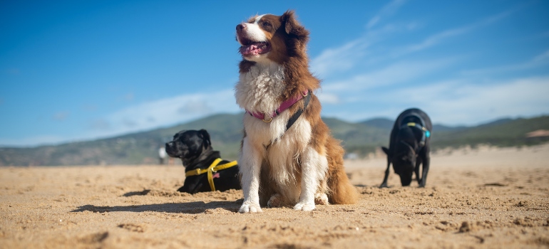 Dogs on a beach