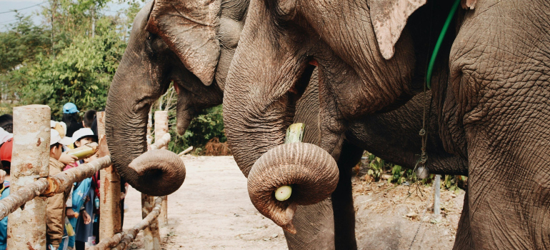 children observing an elephant at the zoo