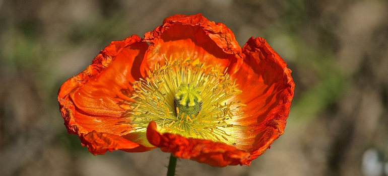 a flower from up-close 