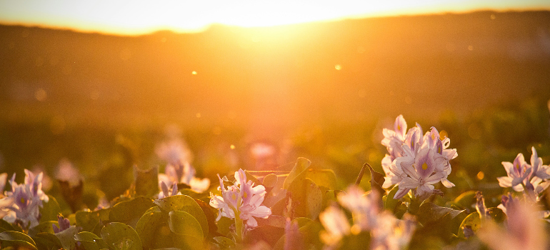 a close-up of flowers at sunset