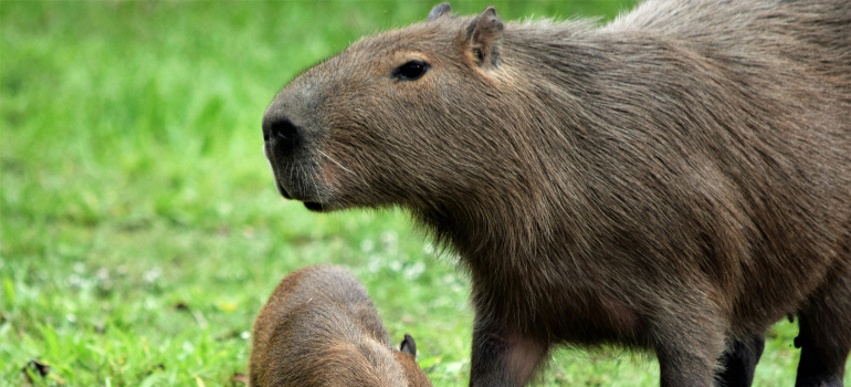 two capybaras which can be seen as part of one of the best free attractions in Santa Ana