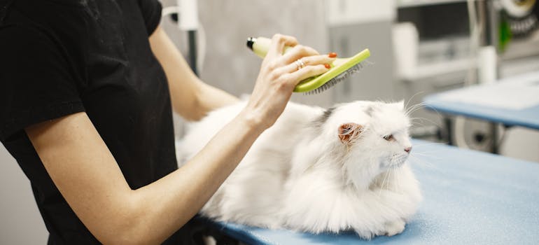 a cat being groomed by its new vet