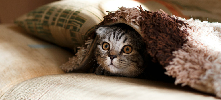 a cat hiding under a blanket before moving to Los Angeles