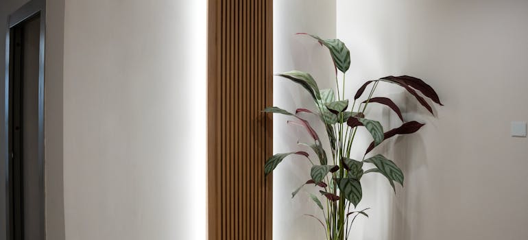 a potted plant in a corner of a room with interesting lighting