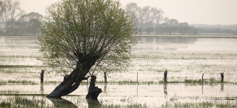 a tree and a fence half submerged in water because of the flood