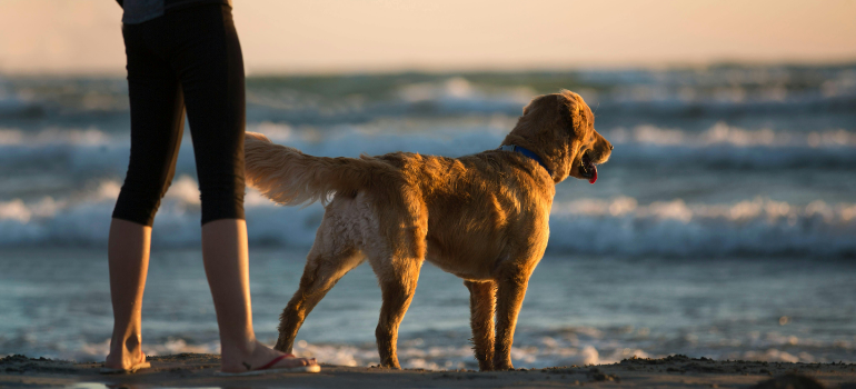 a dog on a beach 