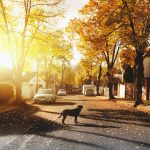 Dog crossing the street during sunset