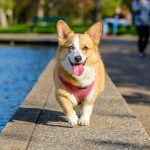 A dog running near a body of water