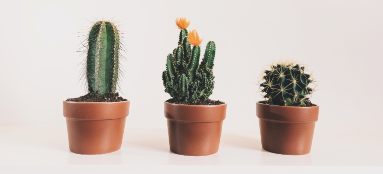 Three cacti in pots 