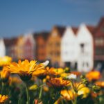 yellow flowers and some buildings in the background