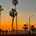 palms at sunset you'll be seeing regularly if you move your business to Orange County